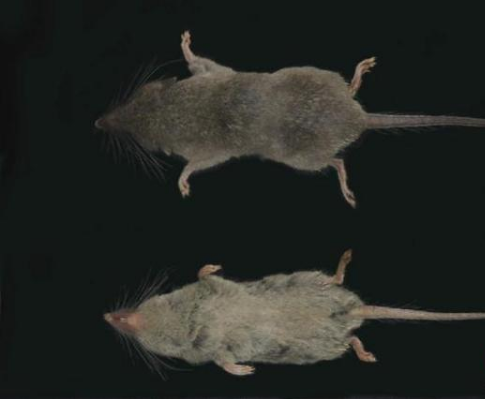 安徽黄山发现两个哺乳类新物种 快来看他们叫什么