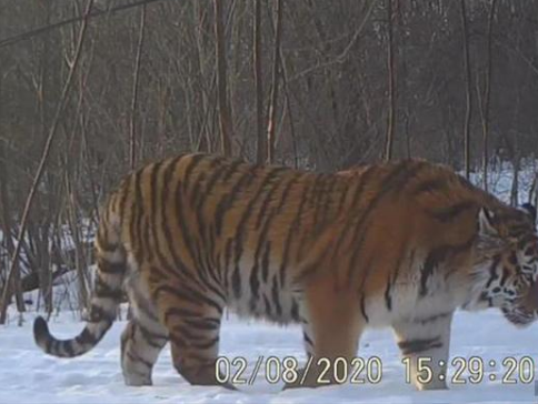 吉林东北虎豹影像对外公布 繁殖期虎豹活动频繁