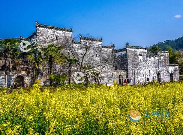 2020江西婺源油菜花图片 婺源最美油菜花海图集