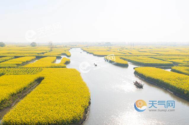 2023兴化油菜花最佳时间 2023年兴化油菜花节是什么时候
