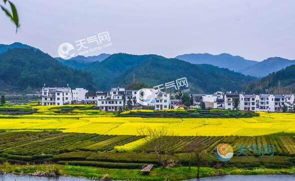 2020江西婺源油菜花在哪里 2020江西婺源油菜花旅游攻略