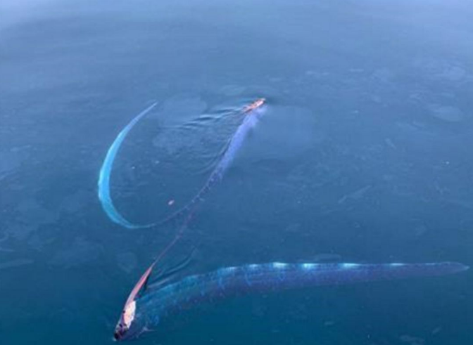 日本突现皇带鱼“地震鱼” 这是日本发生大地震的前兆吗？