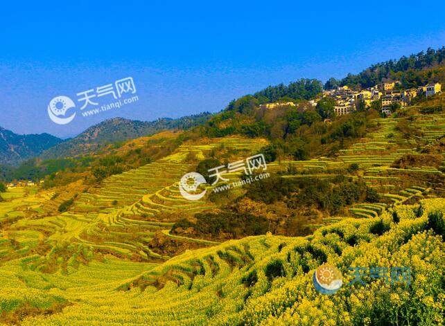 2023江西婺源油菜花图片 婺源最美油菜花海图集