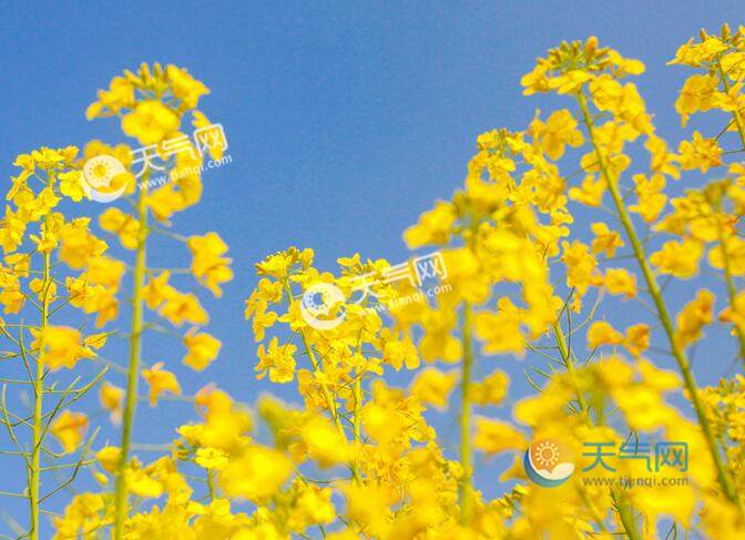 2023江西什么地方看油菜花 江西賞油菜花最佳地點(diǎn)推薦