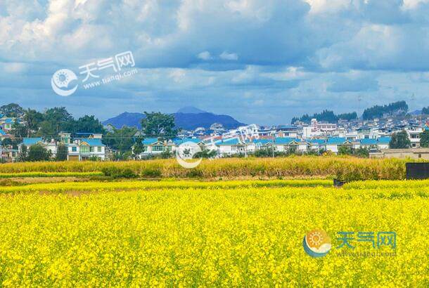 2023江西婺源油菜花花期 2023江西看油菜花最佳時間