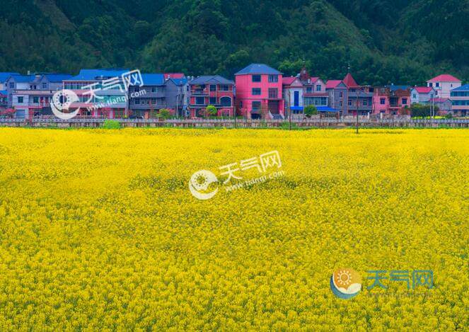 2020江西婺源油菜花图片 婺源最美油菜花海图集