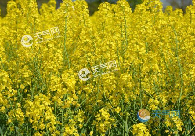 2023北京看油菜花的地方 北京油菜花觀賞地點推薦