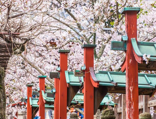 2020日本樱花什么时候开 2020日本樱花季预测一览表
