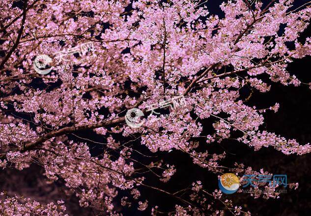 2020樱花什么时候开 2020年我国樱花最佳观赏时间表