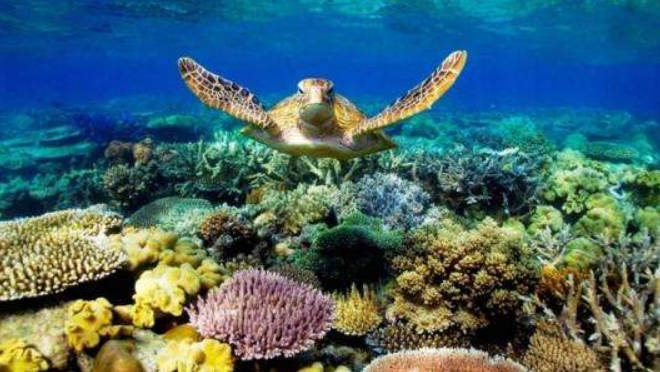 澳大利亚大堡礁白化复原困难重重：海水水温继续上升