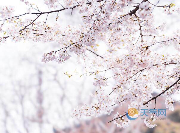 2023樱花什么时候开 2023年我国樱花最佳观赏时间表