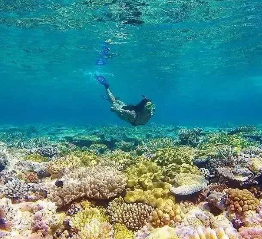 澳大利亚大堡礁白化复原困难重重：海水水温继续上升