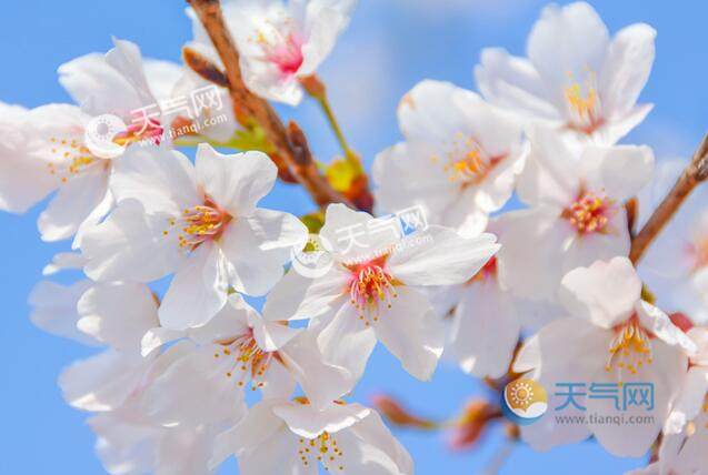 2020太原樱花什么时候开 2020太原樱花节观赏攻略