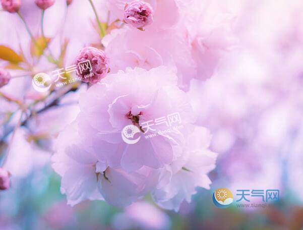 2020淄博樱花什么时候开2020淄博齐山樱花节时间门票交通攻略