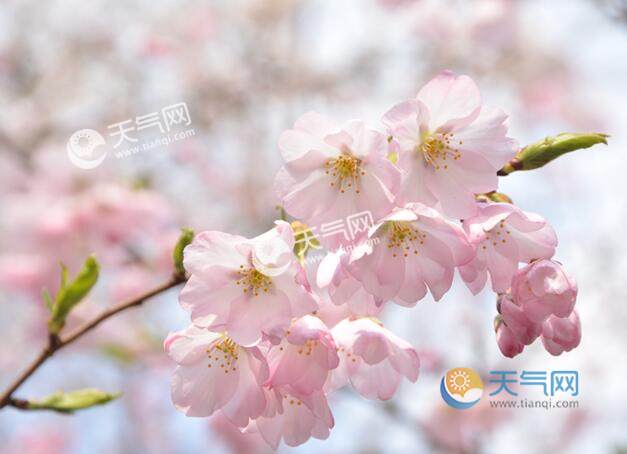2023玉淵潭櫻花節(jié)時(shí)間 北京玉淵潭櫻花節(jié)什么時(shí)候開始