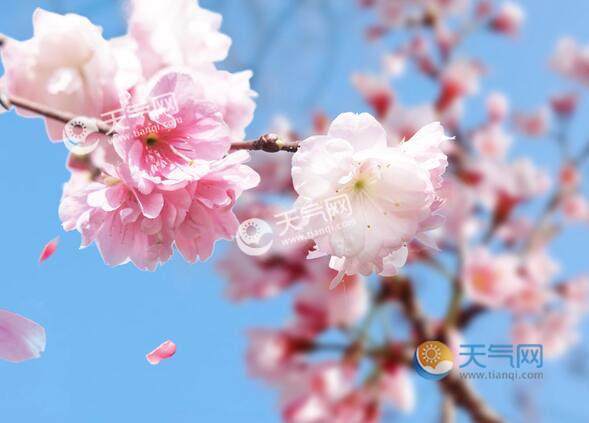 2020青白江樱花节最佳观赏时间 2020青白江凤凰湖樱花节时间门票