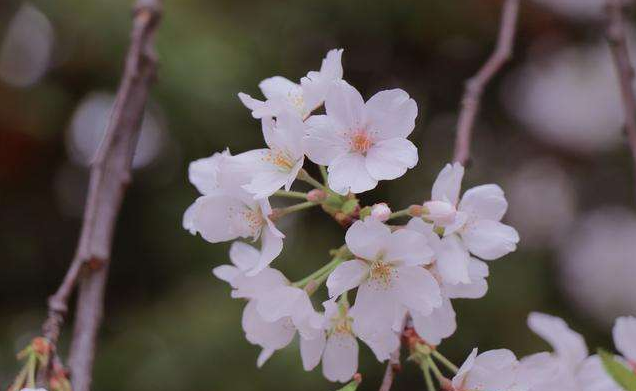 武汉大学云赏樱开通！免费开放10天用电脑手机赏樱花