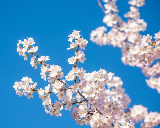 2020贵州平坝樱花最近观赏时间 2020平坝樱花节赏花时间地点攻略