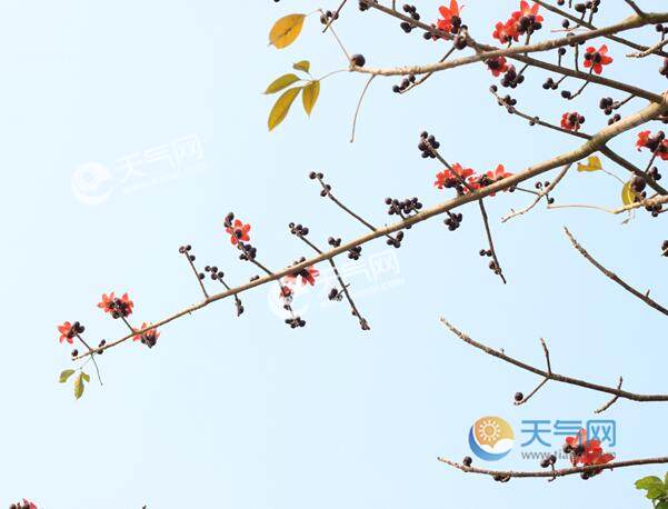 海南木棉花什么时候开 2023海南木棉花的开放时间