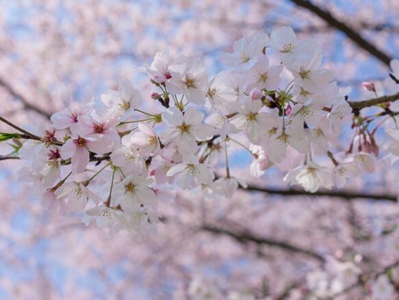 2020贵州平坝樱花最近观赏时间 2020平坝樱花节赏花时间地点攻略