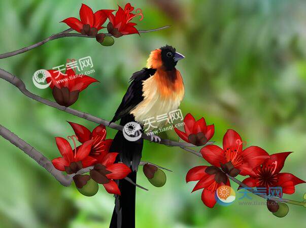 海南木棉花什么时候开 2020海南木棉花的开放时间