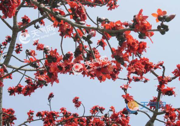2023海南昌江看木棉花最好位置 2023昌江木棉花最佳觀賞地點(diǎn)