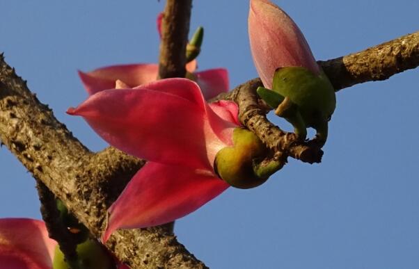 2020广州木棉花什么时候开 广州木棉花观赏时间地点攻略