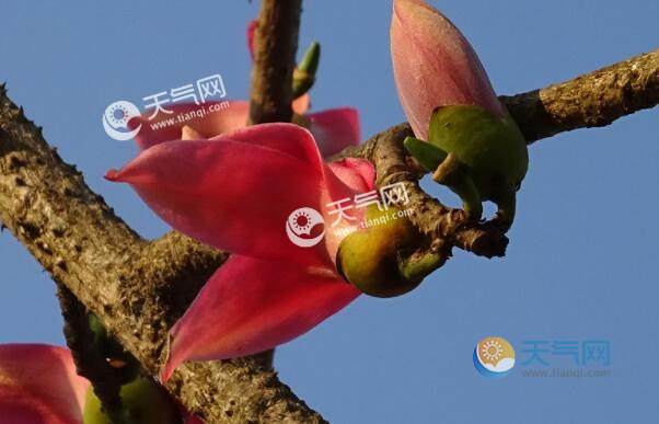 2023廣州木棉花什么時(shí)候開 廣州木棉花觀賞時(shí)間地點(diǎn)攻略