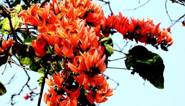 2020木棉花在什么时候开放 2020木棉花花期及最佳观赏地点