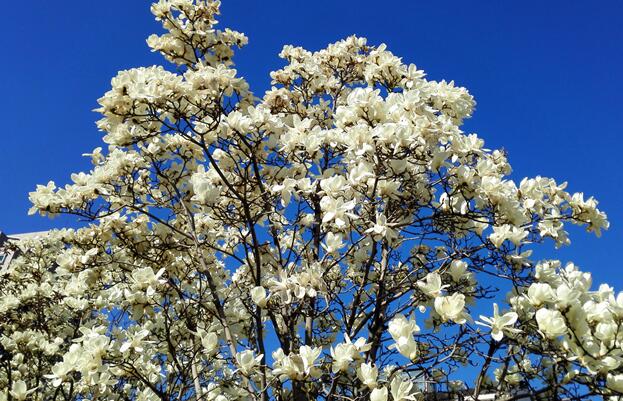 四月份赏花去哪里好 2020年4月份赏花最佳地点推荐