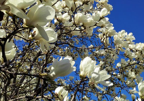 2020北京玉兰花的开花时间 2020北京玉兰花开放时间和观赏地点