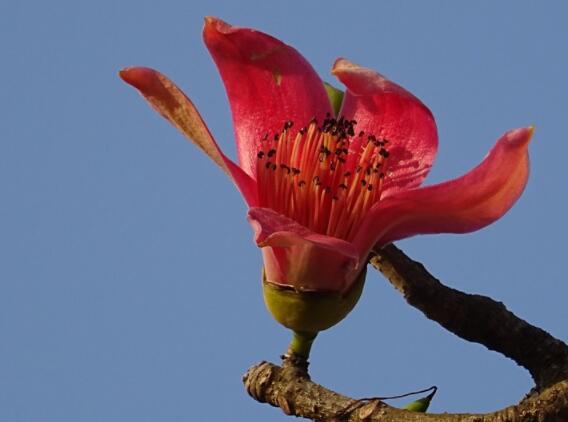 2020木棉花在什么时候开放 2020木棉花花期及最佳观赏地点