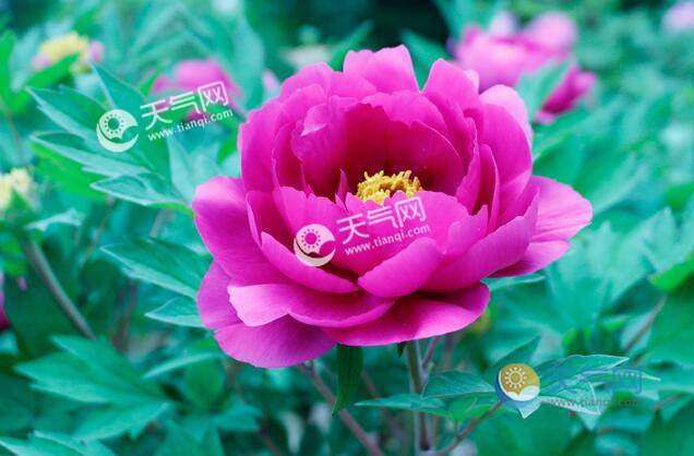 四月份赏花去哪里好 2023年4月份赏花最佳地点推荐