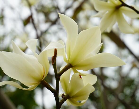 2020北京玉兰花的开花时间 2020北京玉兰花开放时间和观赏地点