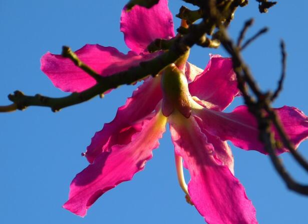 2020广州木棉花什么时候开 广州木棉花观赏时间地点攻略