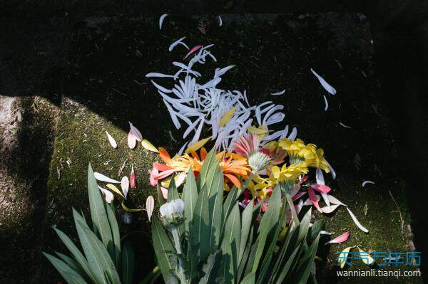 2020清明扫墓用什么花 清明节祭祀用什么鲜花（组图）