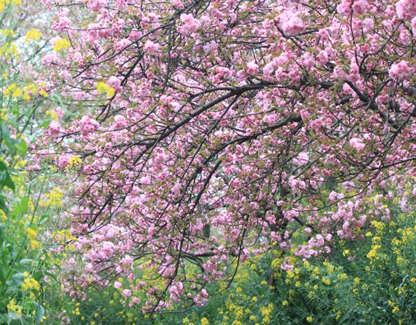 2020福建赏花最佳去处 2020福建全年赏花的景点推荐