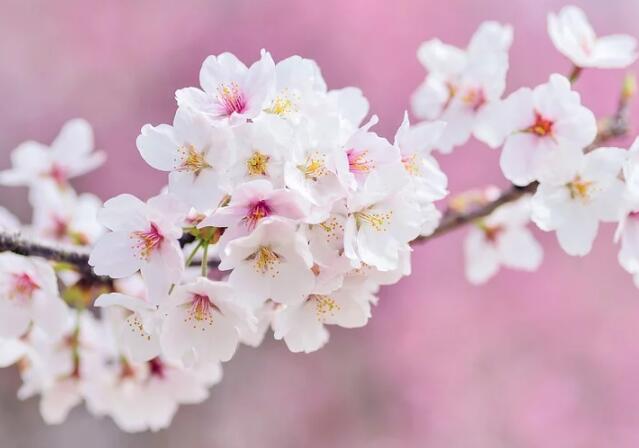 2020西安赏花最佳去处 2020年西安赏花地点一览表