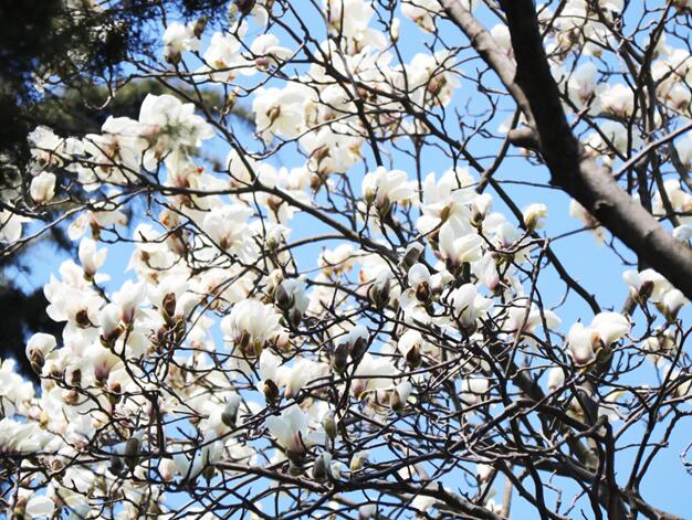 北京2020赏花去哪里好 盘点2020年北京观赏花海最佳去处