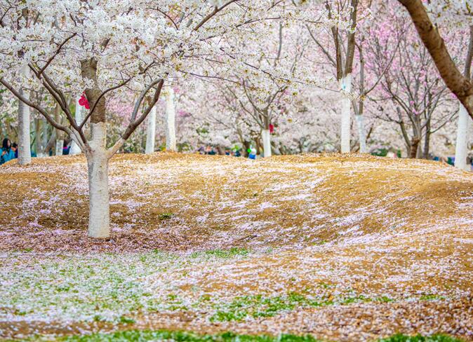 北京2020赏花去哪里好 盘点2020年北京观赏花海最佳去处