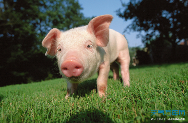 丁亥年是哪一年 丁亥年是什么生肖属什么