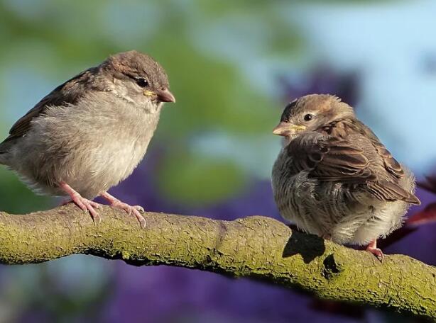 清明三候是什么 清明三候分别是什么意思
