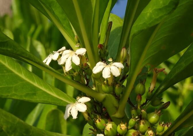 清明三候是什么 清明三候分别是什么意思