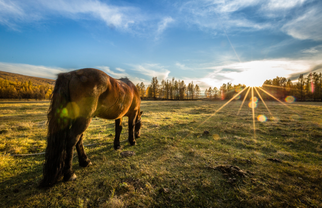 丙午年是哪一年 丙午年是什么生肖属什么