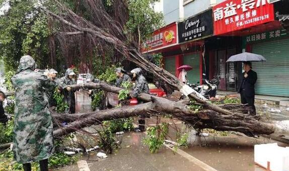 江西定南遭遇强对流袭击 大量树木被吹倒现场一片狼藉