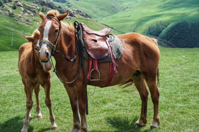 丙午年是哪一年 丙午年是什么生肖属什么