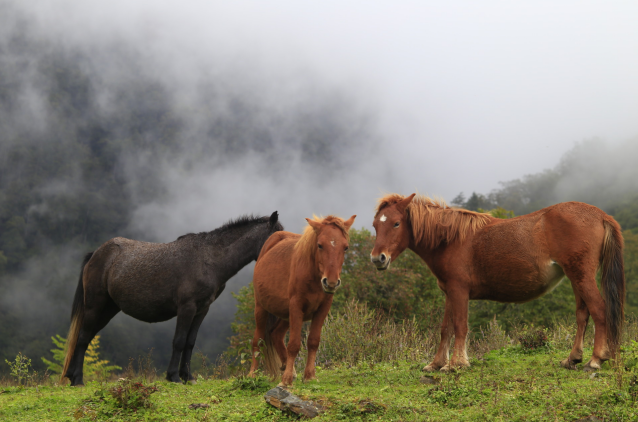 丙午年是哪一年 丙午年是什么生肖属什么