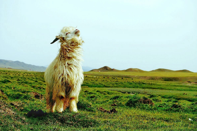 丁未年是什么命 丁未年生人五行属什么