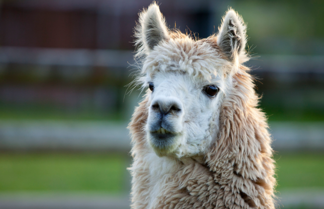 丁未年是什么命 丁未年生人五行属什么