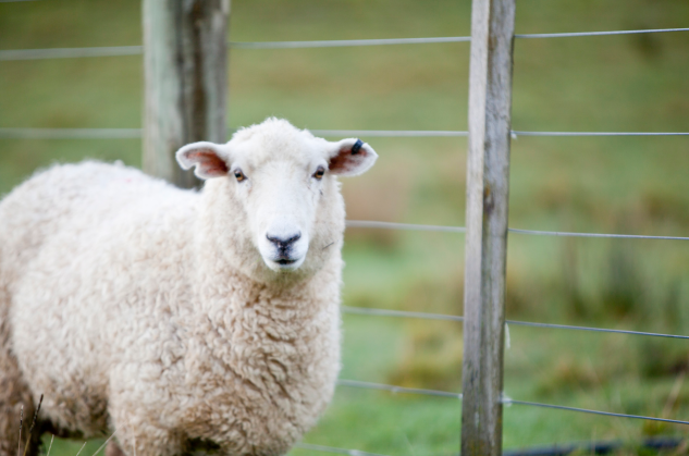 丁未年是什么命 丁未年生人五行属什么